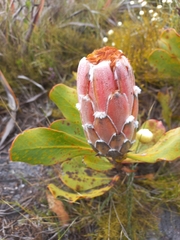 Protea speciosa
