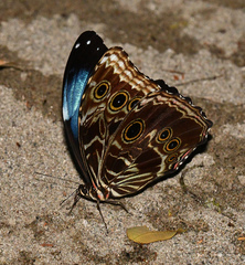 Morpho deidamia