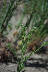 Lappula occidentalis