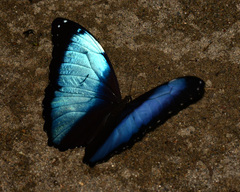 Morpho deidamia