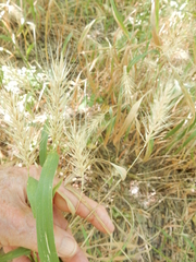 Elymus macgregorii