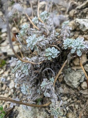 Odontarrhena obtusifolia