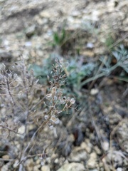 Odontarrhena obtusifolia