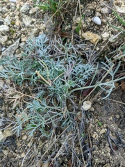 Seseli gummiferum