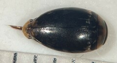 Laccophilus oscillator