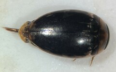 Laccophilus oscillator