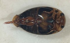 Laccophilus oscillator