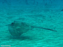 Dasyatis tortonesei
