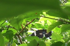 Papilio nephelus sunatus