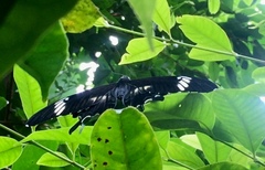 Papilio nephelus sunatus