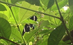 Papilio nephelus sunatus