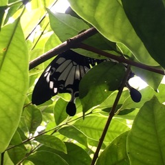 Papilio nephelus sunatus