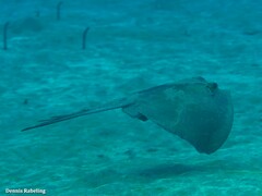 Dasyatis tortonesei