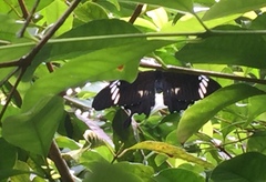 Papilio nephelus sunatus