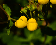 Calceolaria integrifolia