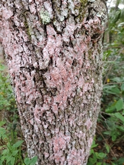 Herpothallon rubrocinctum