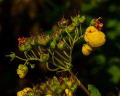 Calceolaria integrifolia