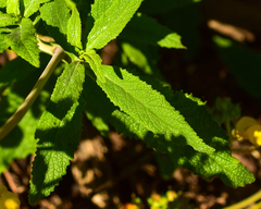 Calceolaria integrifolia