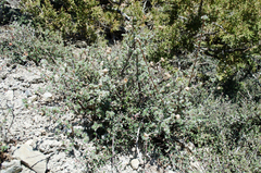 Dasiphora fruticosa