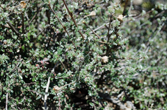 Dasiphora fruticosa