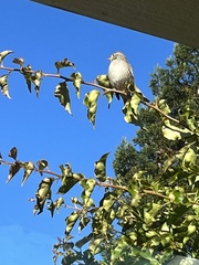 Zonotrichia leucophrys