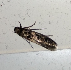 Tineinae