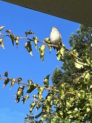 Zonotrichia leucophrys