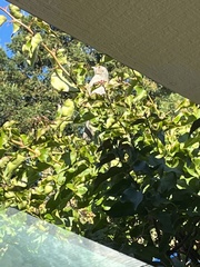 Zonotrichia leucophrys