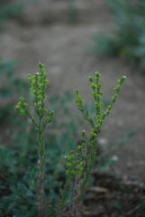 Lappula occidentalis