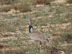 Chlamydotis undulata