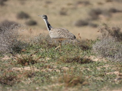 Chlamydotis undulata