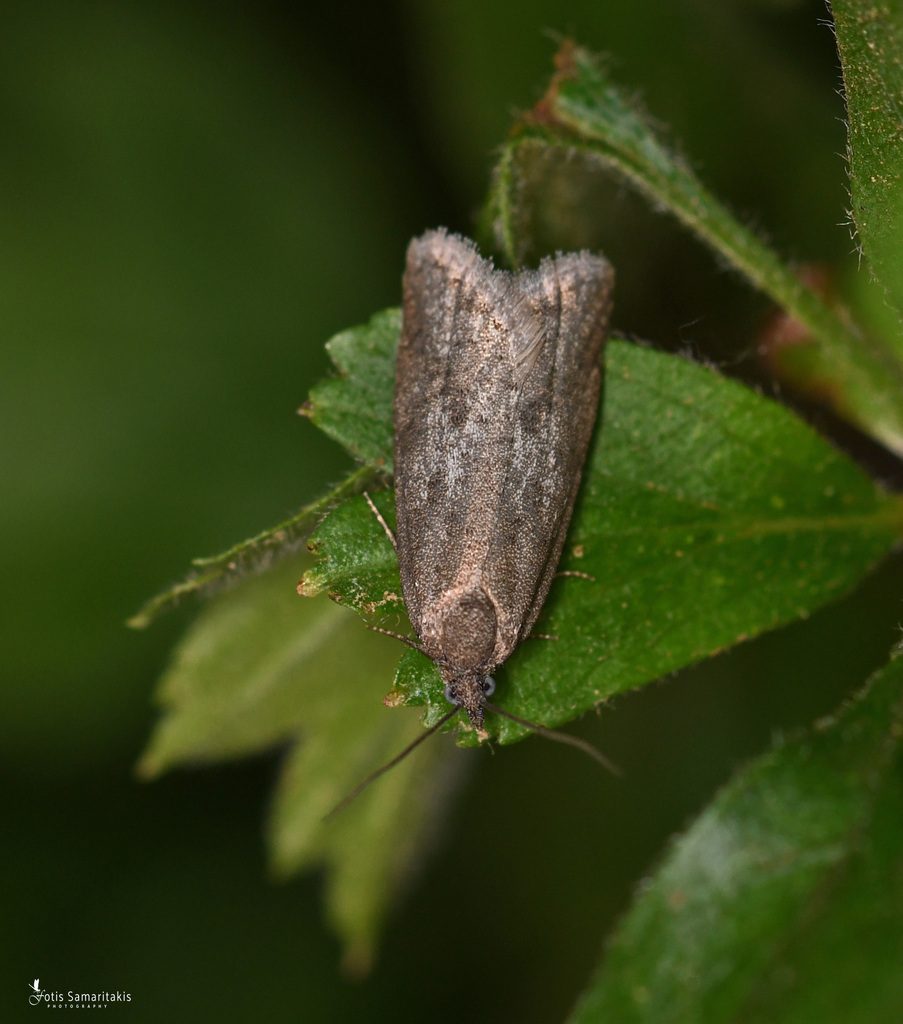 Cnephasia abrasana