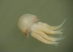 Catostylus tagi