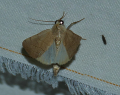 Bagisara buxea