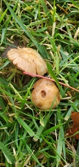 Psathyrella