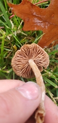 Psathyrella