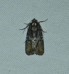 Bryolymnia semifascia