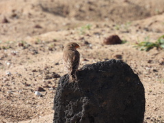 Bucanetes githagineus