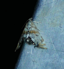 Petrophila anna
