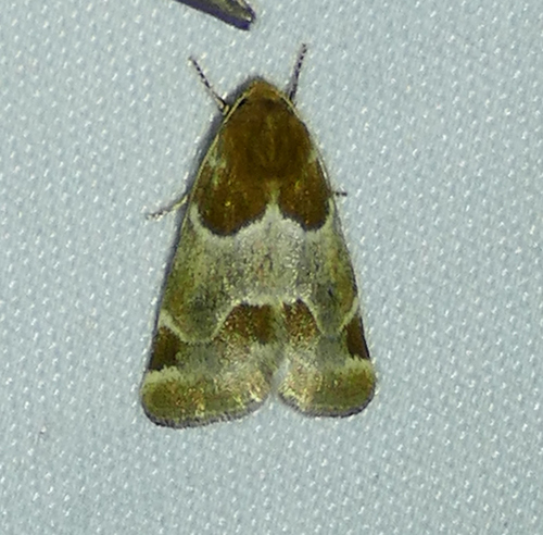 Schinia sexplagiata photo 5