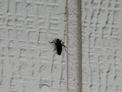 Boisea rubrolineata