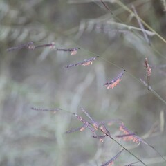 Bouteloua barbata rothrockii