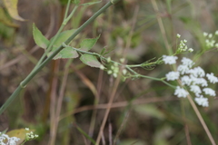 Pimpinella wallichiana