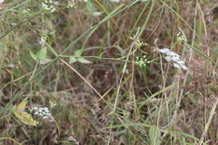 Pimpinella wallichiana
