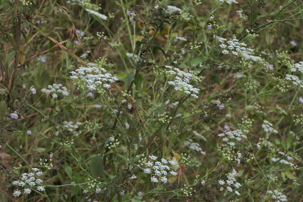 Heartleaf pimpinel