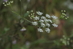Pimpinella wallichiana