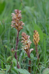 Orobanche lutea