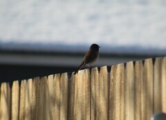 Junco hyemalis