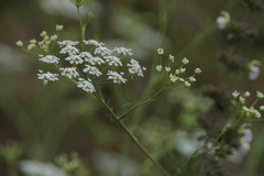 Pimpinella wallichiana