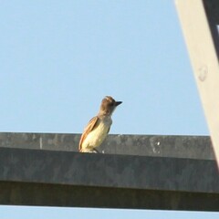 Myiarchus cinerascens